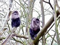 149 BIO PARC DE DOUE LA FONTAINE 5- 2016_000025